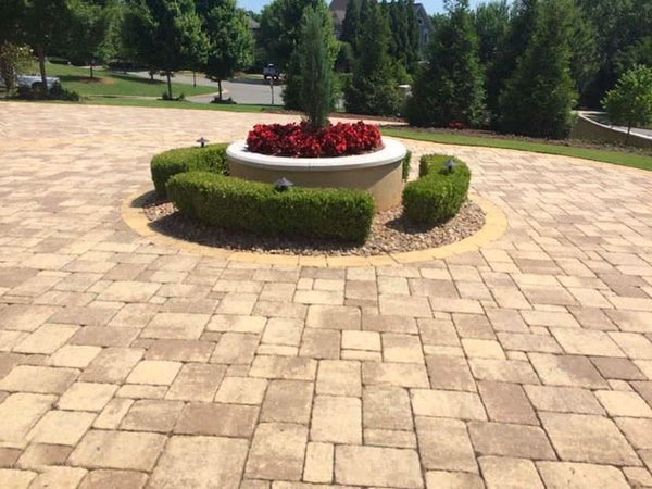 Wintergreen Boxwood for Sale