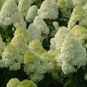 Limelight Hydrangea blooms