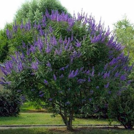 Delta Blues™ Chastetree