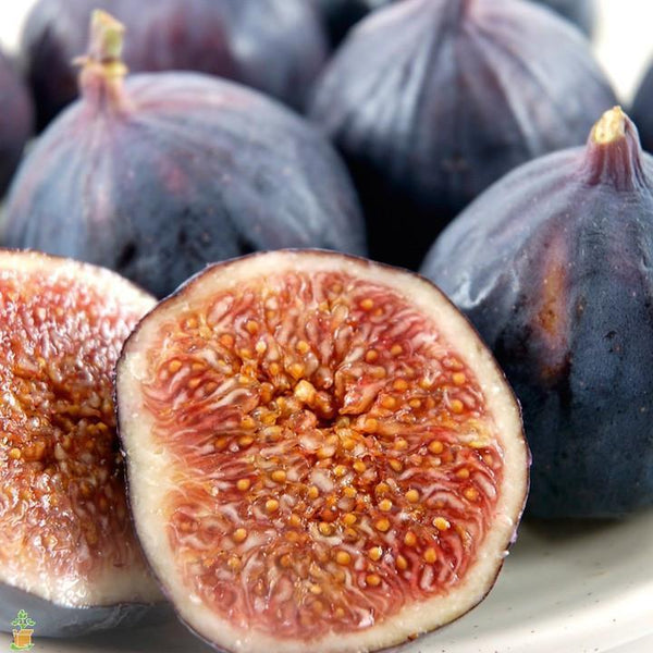 Brown Turkey Fig Tree