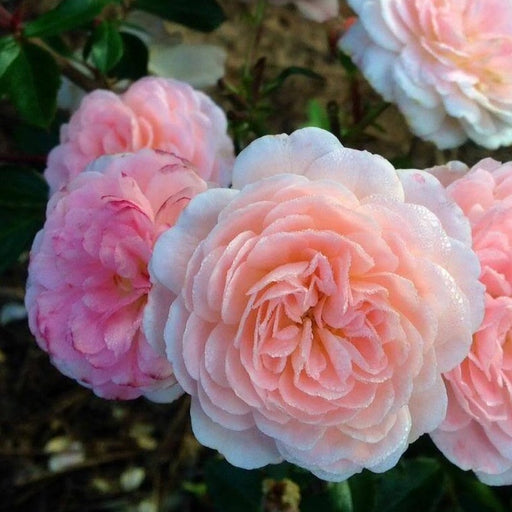 Apricot Drift Roses
