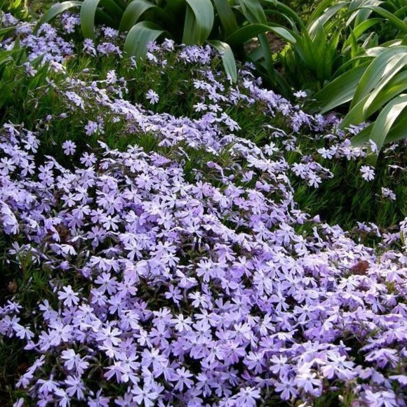 Emerald Blue Creeping Phlox