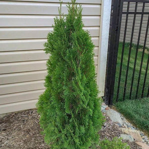 Emerald Green Arborvitae