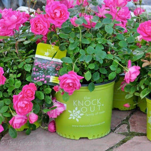 Pink Double Knock out Rose