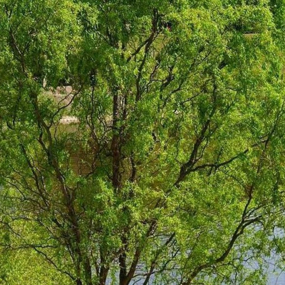 Corkscrew Willow