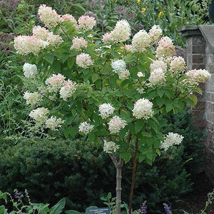Limelight Hydrangea Tree