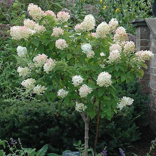 Limelight Hydrangea Tree