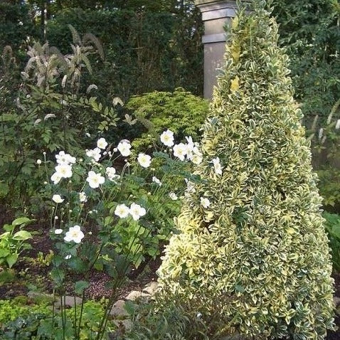Silver King Euonymus