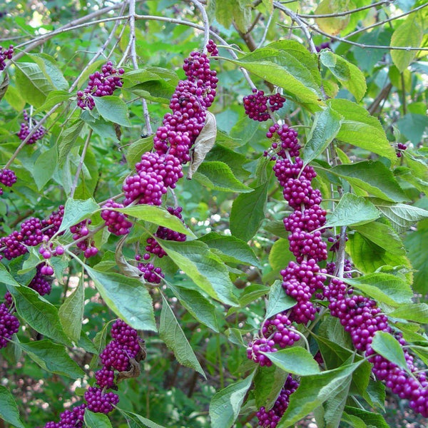 Early Amethyst Japanese Beautyberry