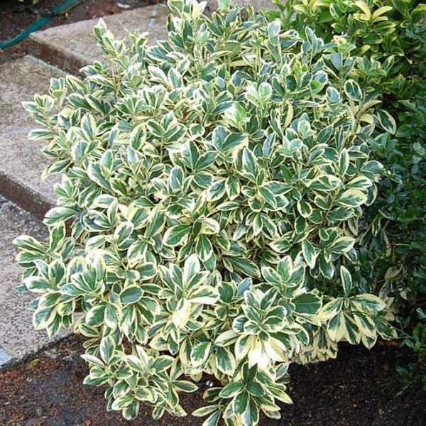 Silver King Euonymus