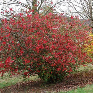 Red Flowering Quince