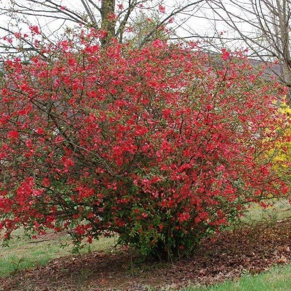Red Flowering Quince