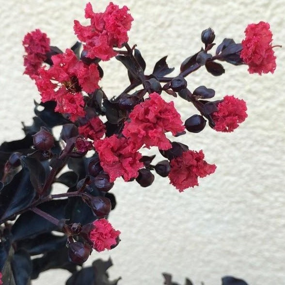 Black Diamond Mystic Magenta Crape Myrtle | Black Diamond Mystic Magenta Crape Myrtle for Sale