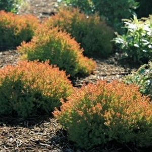 Fire Chief Arborvitae