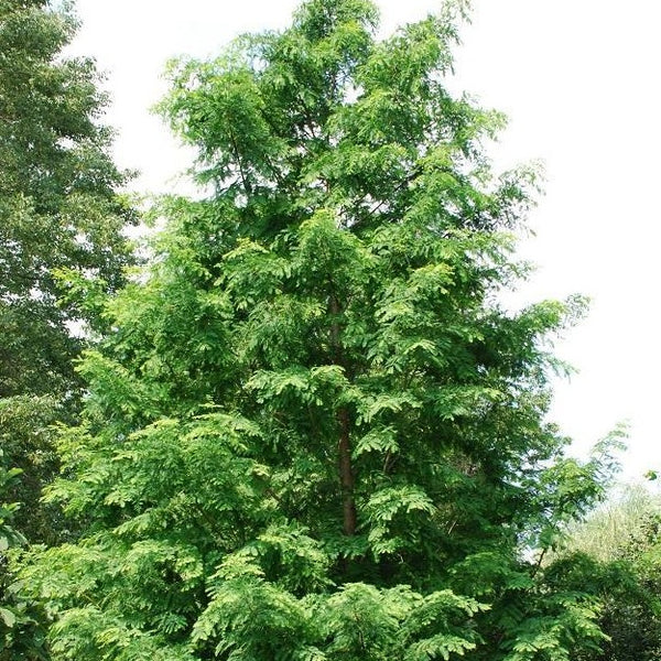 Dawn Redwood Tree