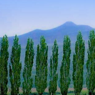 Lombardy Poplar