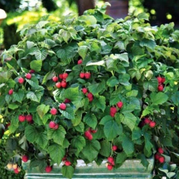 Bushel and Berry Raspberry Shortcake
