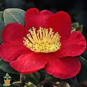 Yuletide Camellia for Sale