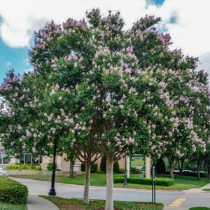 Muskogee Crape Myrtle