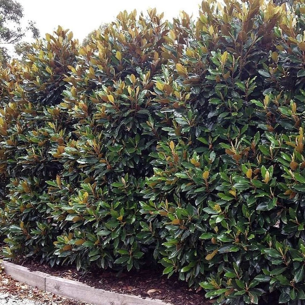 Little Gem Magnolia Hedge