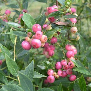 Pink Lemonade Blueberry Bush