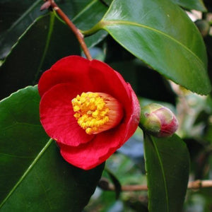 Greenboro Red Camellia