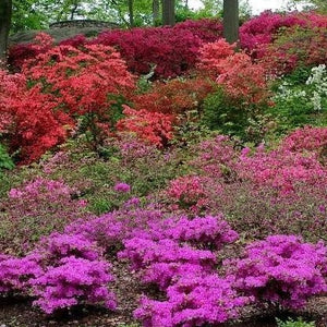 Autumn Royalty Encore Azalea