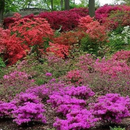 Autumn Royalty Encore Azalea