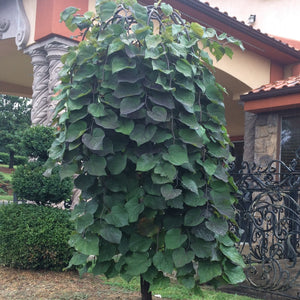 Ruby Falls Redbud Tree