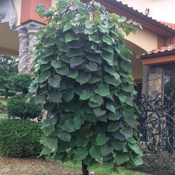 Ruby Falls Redbud Tree