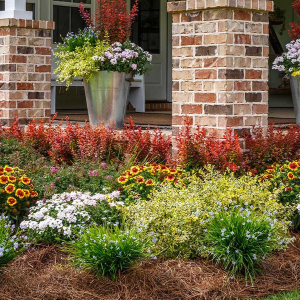Orange Rocket Barberry