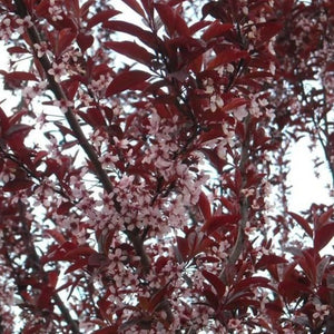 Newport Plum Tree