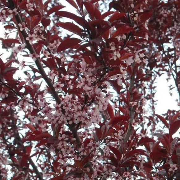 Newport Plum Tree