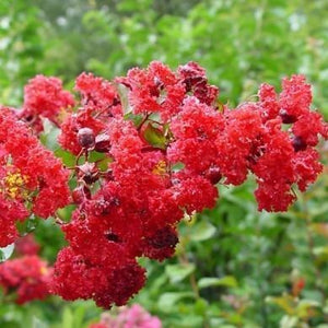 Tonto Crape Myrtle