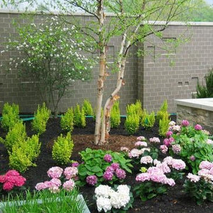 Sunjoy Gold Pillar Barberry