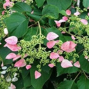 Pink Climbing Hydrangea Vine