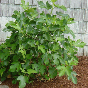 Brown Turkey Fig Tree