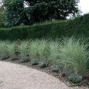 Morning Light Miscanthus