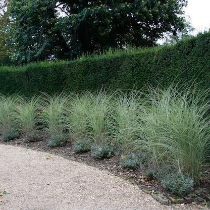 Morning Light Miscanthus