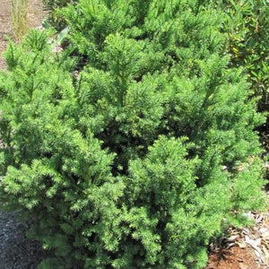 Cryptomeria Black Dragon