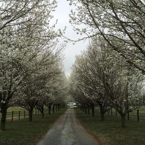 Cleveland Pear Trees