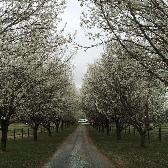 Cleveland Pear Trees