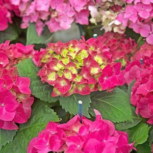 Glowing Ember Hydrangea