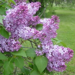 Common Purple Lilac