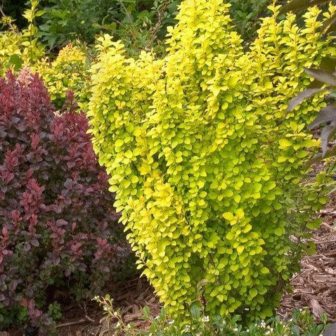 Sunjoy Gold Pillar Barberry