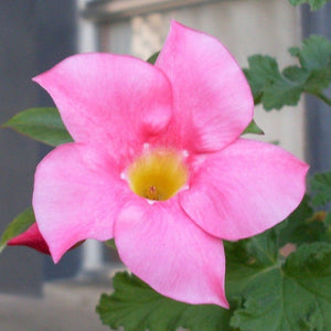 Pink Mandevilla Vine