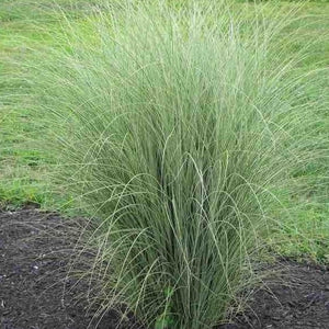 Morning Light Miscanthus