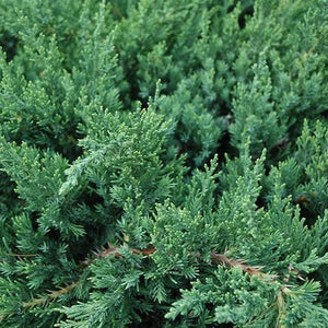 Parsons Juniper
