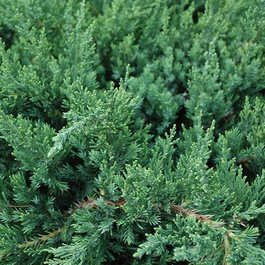 Parsons Juniper