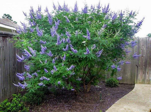 Delta Blues Chastetree